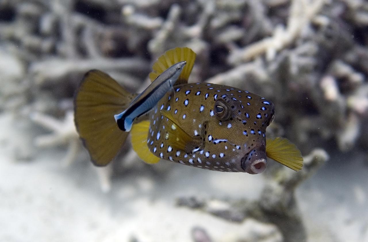 Chumbe Island Coral Park 3* Mbweni (Zanzibar)