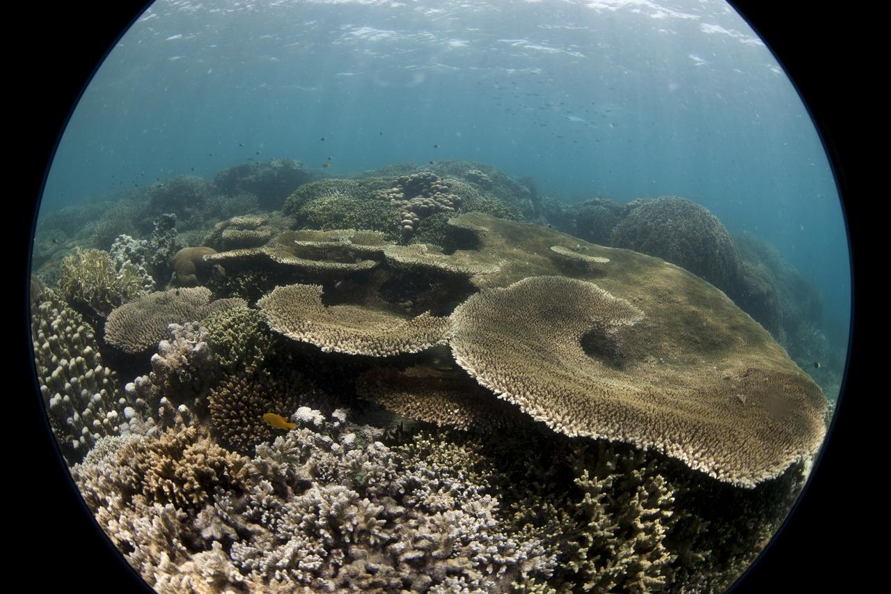 Chumbe Island Coral Park Resort Mbweni (Zanzibar)