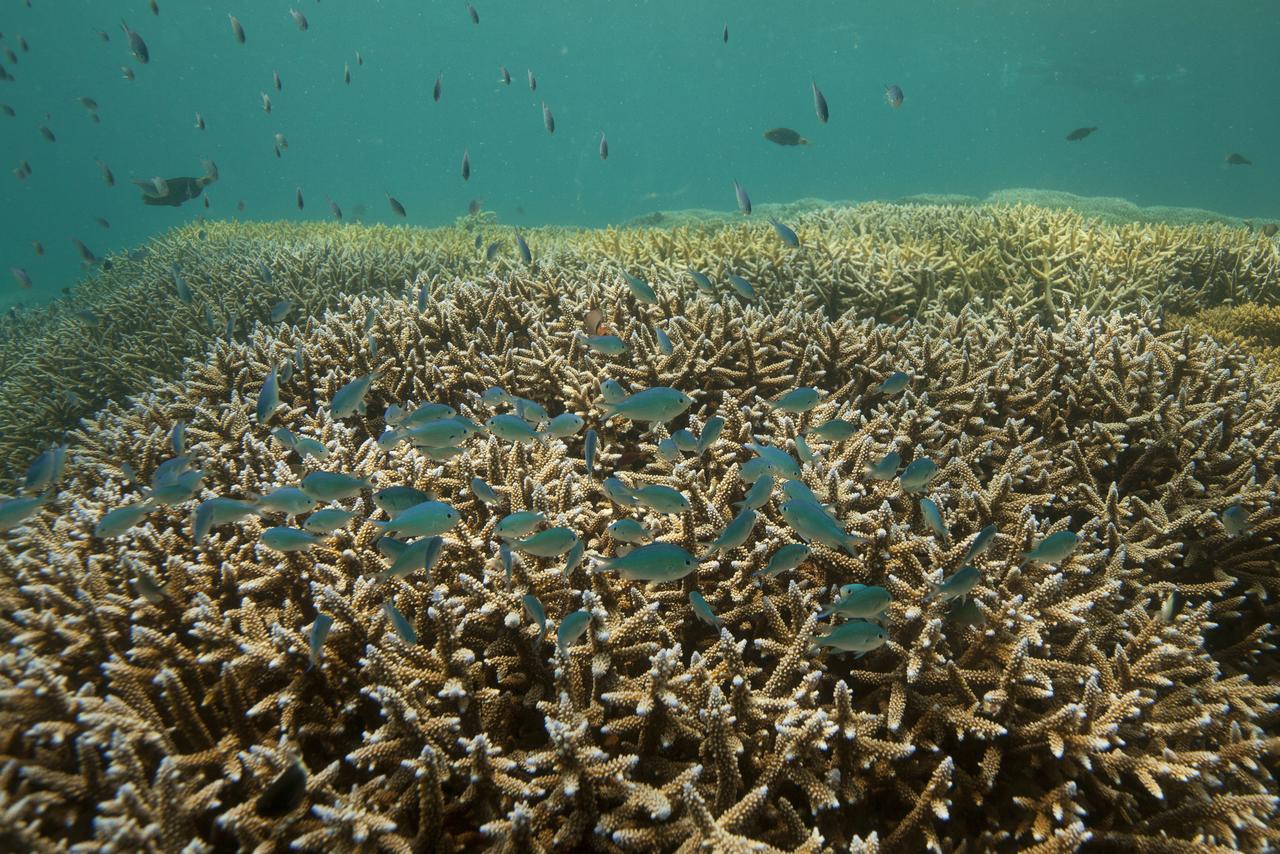 Chumbe Island Coral Park 3* Mbweni (Zanzibar)