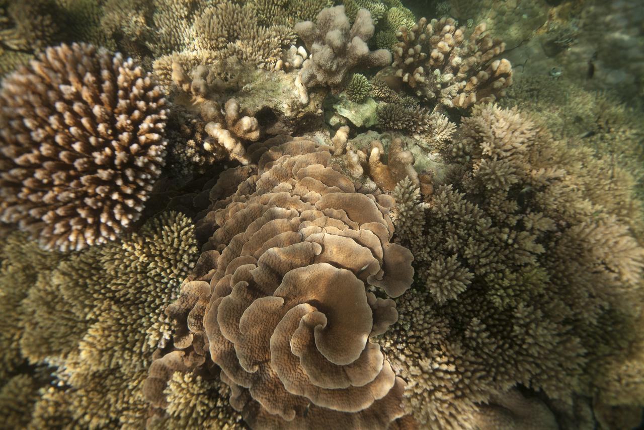 Chumbe Island Coral Park Resort